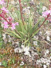 Stylidium
