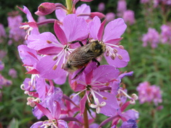 Bombus sylvicola