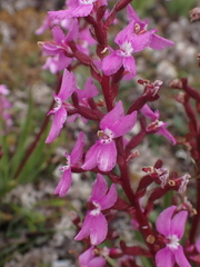 Stylidium