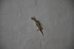 Hemidactylus platyurus