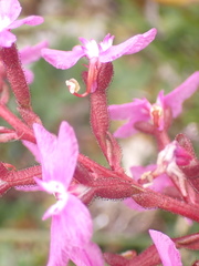 Stylidium