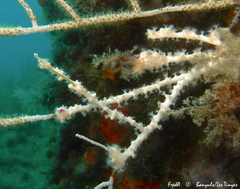 Alcyonium coralloides