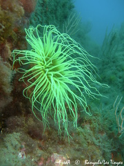 Cerianthus membranaceus