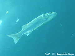 Dicentrarchus labrax