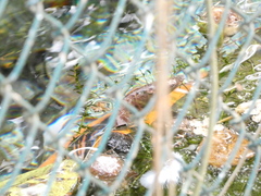 Cyprinus rubrofuscus