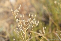 Crepis capillaris