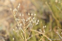 Crepis capillaris
