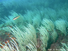 Eunicella singularis