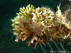 Frondipora verrucosa