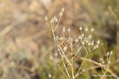 Crepis capillaris