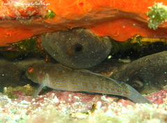 Gobius xanthocephalus