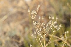 Crepis capillaris