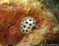 Peltodoris atromaculata