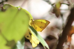 Abaeis salome jamapa