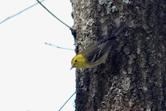 Setophaga townsendi × occidentalis
