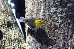 Setophaga townsendi × occidentalis