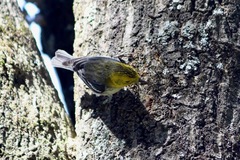 Setophaga townsendi × occidentalis