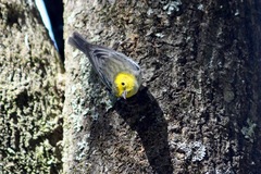 Setophaga townsendi × occidentalis