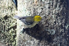 Setophaga townsendi × occidentalis