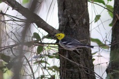 Setophaga townsendi × occidentalis