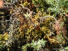 Arceuthobium oxycedri