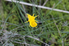 Narcissus bulbocodium
