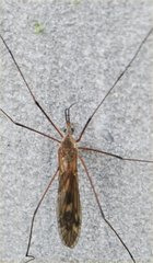 Tipulinae