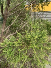 Melaleuca styphelioides