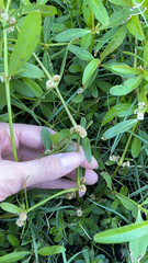 Alternanthera sessilis