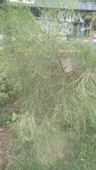 Baccharis notosergila