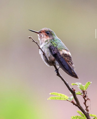 Frilled Coquette photo 4