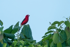 Ramphocelus bresilius