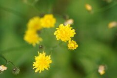 Crepidinae