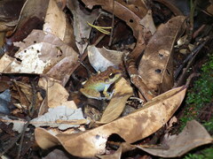 Pristimantis zeuctotylus