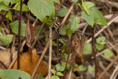 Austroaeschna pulchra