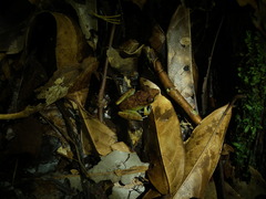 Pristimantis zeuctotylus