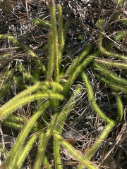 Lycopodiella