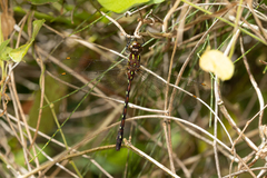 Austroaeschna pulchra