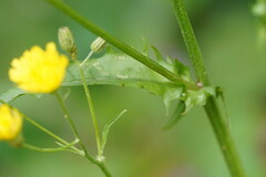 Crepidinae