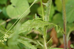 Crepidinae