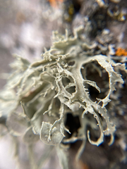 Ramalina americana