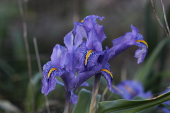Iris planifolia