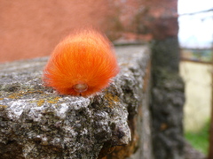 Megalopyge albicollis