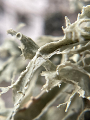 Ramalina americana