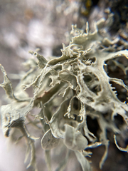 Ramalina americana