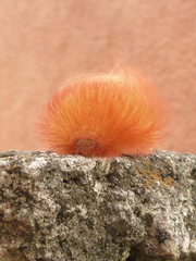 Megalopyge albicollis