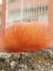Megalopyge albicollis