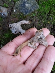 Craterellus sinuosus