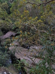 Tristaniopsis laurina