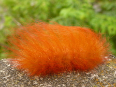 Megalopyge albicollis
